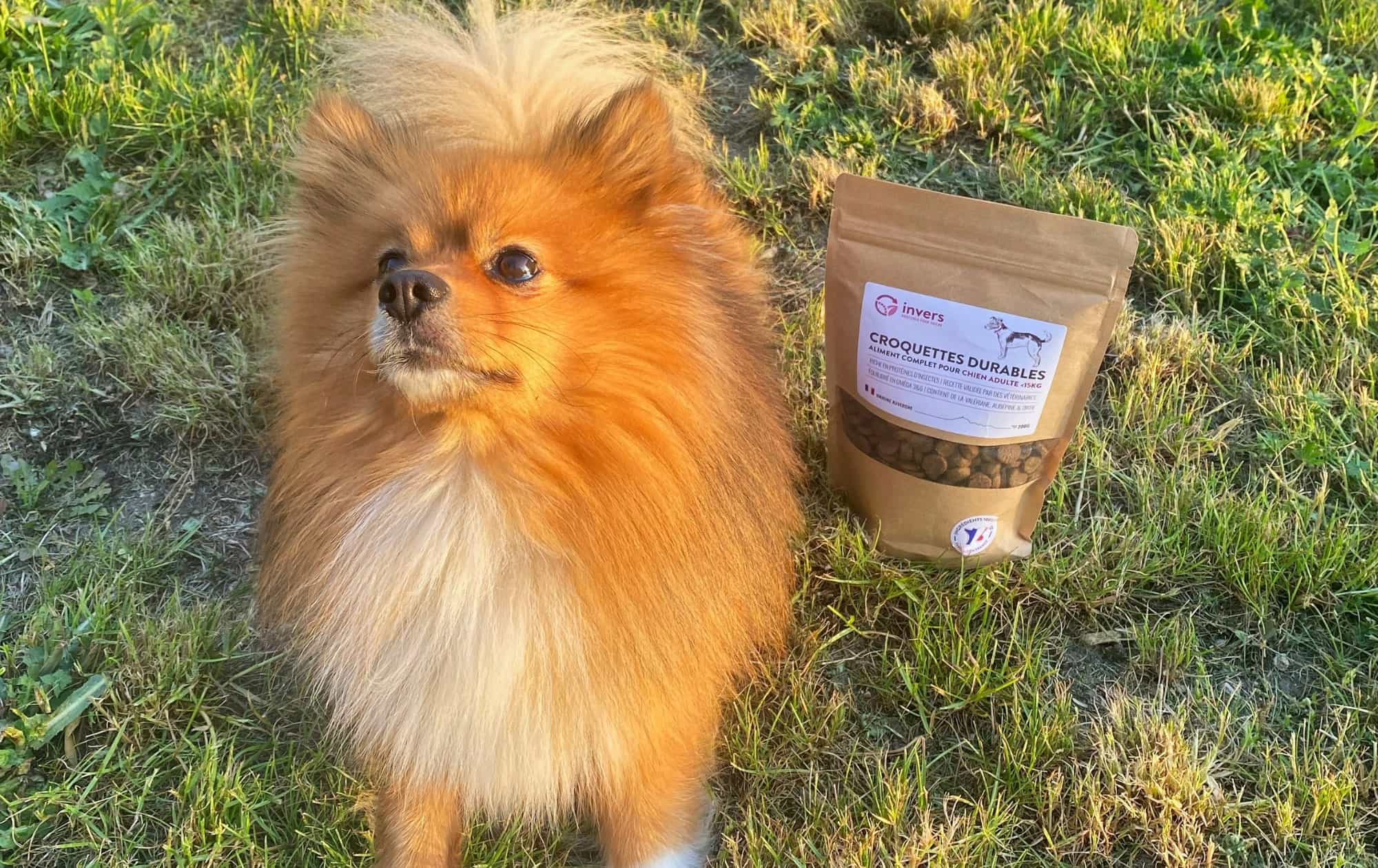 TOP 10 des races de chiens de petite taille • INVERS La boutique