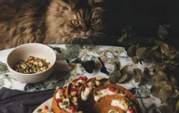 Chat devant un gros gâteau