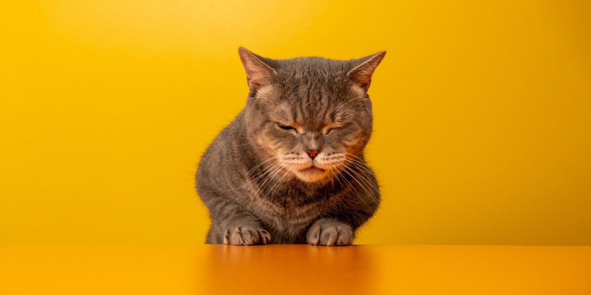 Mon chat vomit de la bile : pourquoi et que faire ? • INVERS La boutique