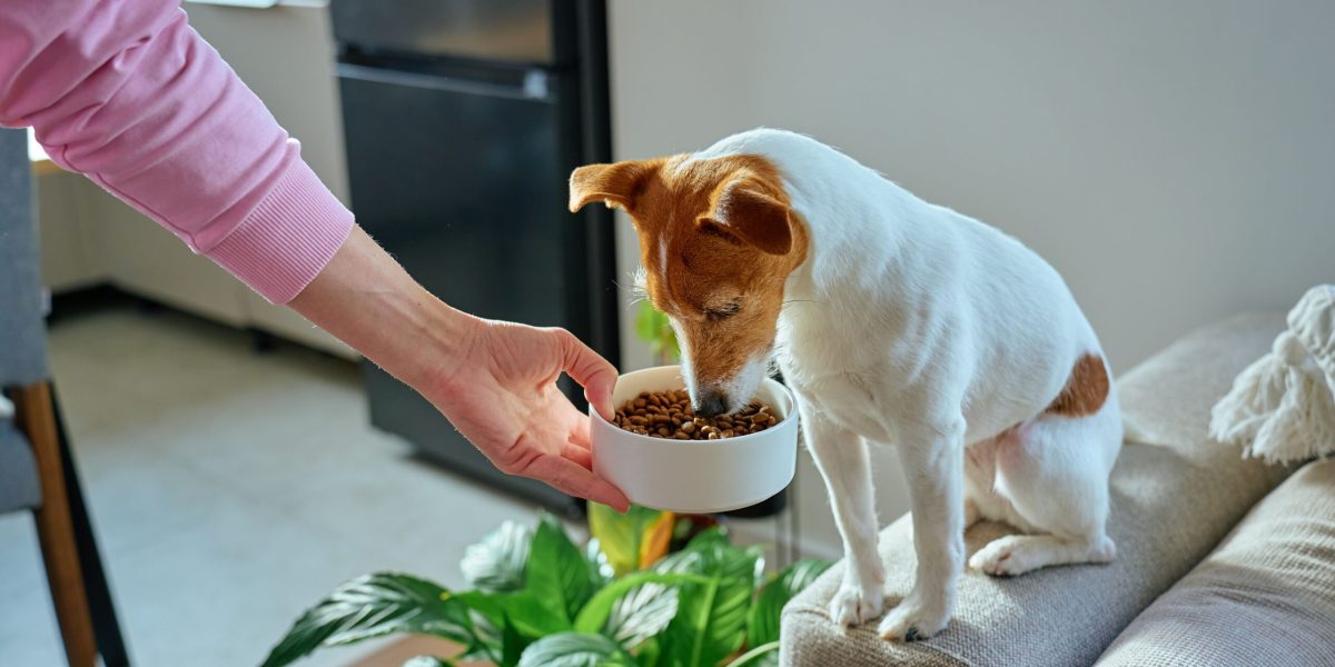 croquettes personnalisées