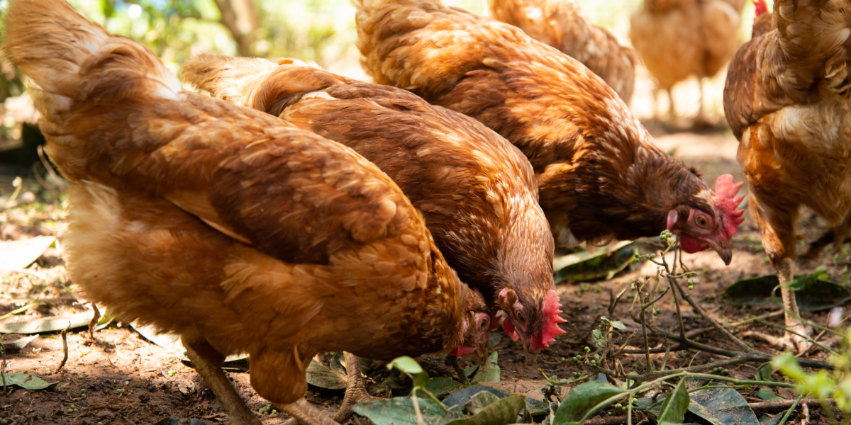 poule pondeuse