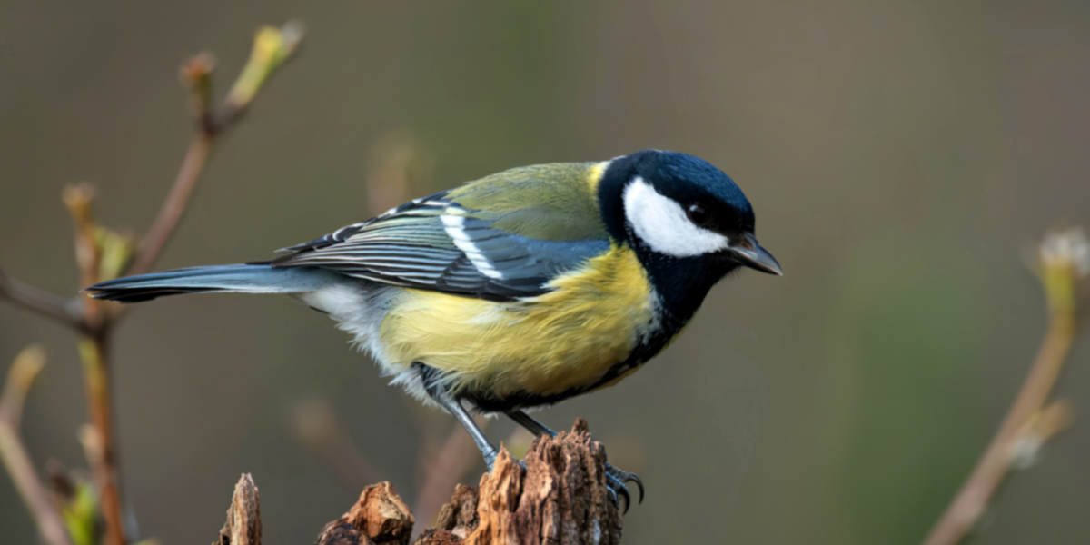 Mésange