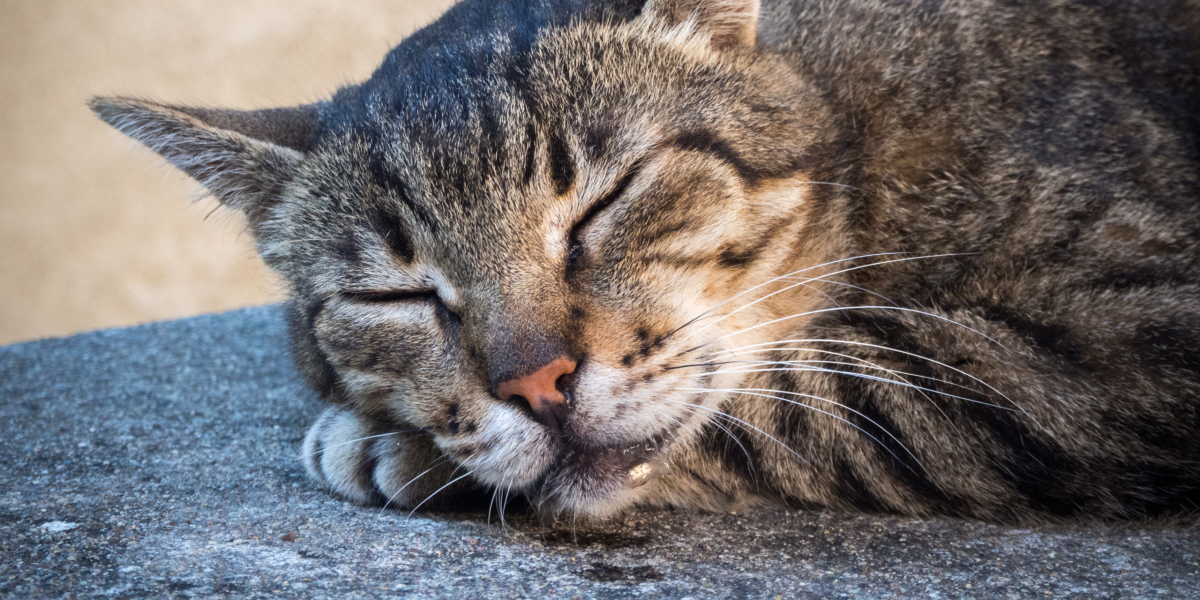 Chat qui bave