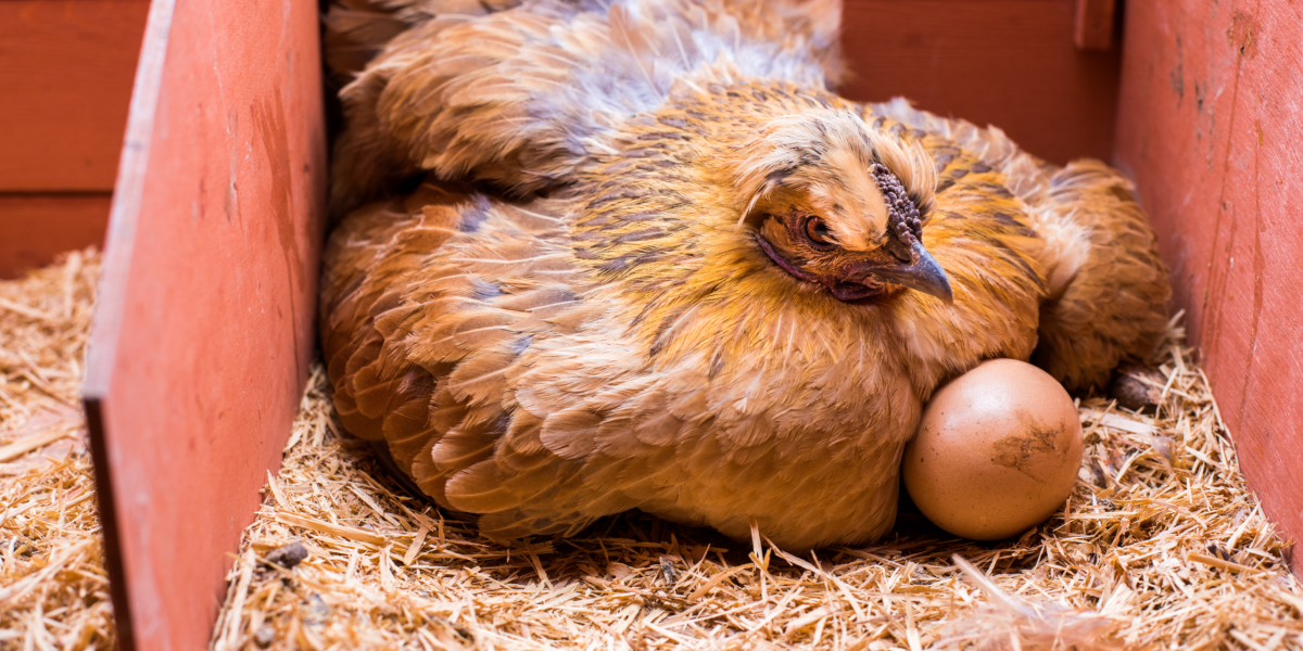 Poule pondeuse