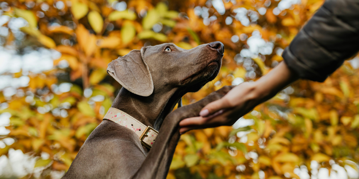Eduquer son chien