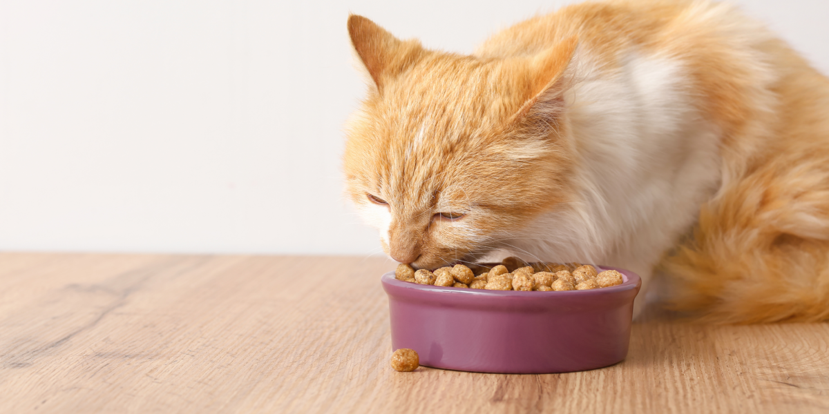 chat boulimique