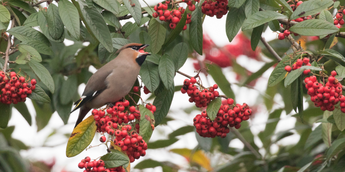 oiseau jardin