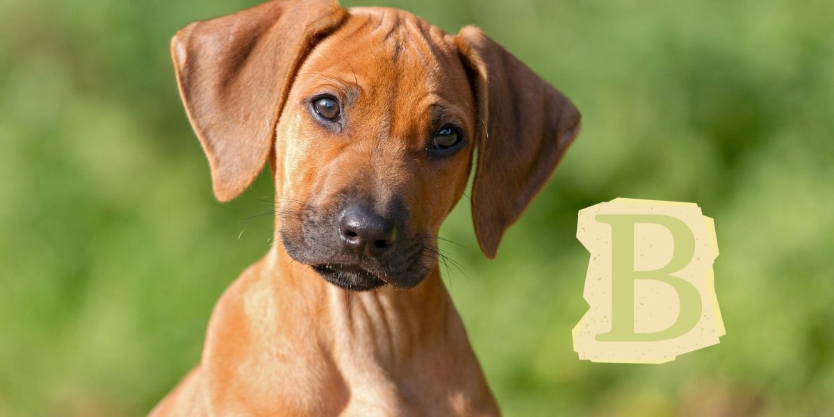 Nom de chien en B