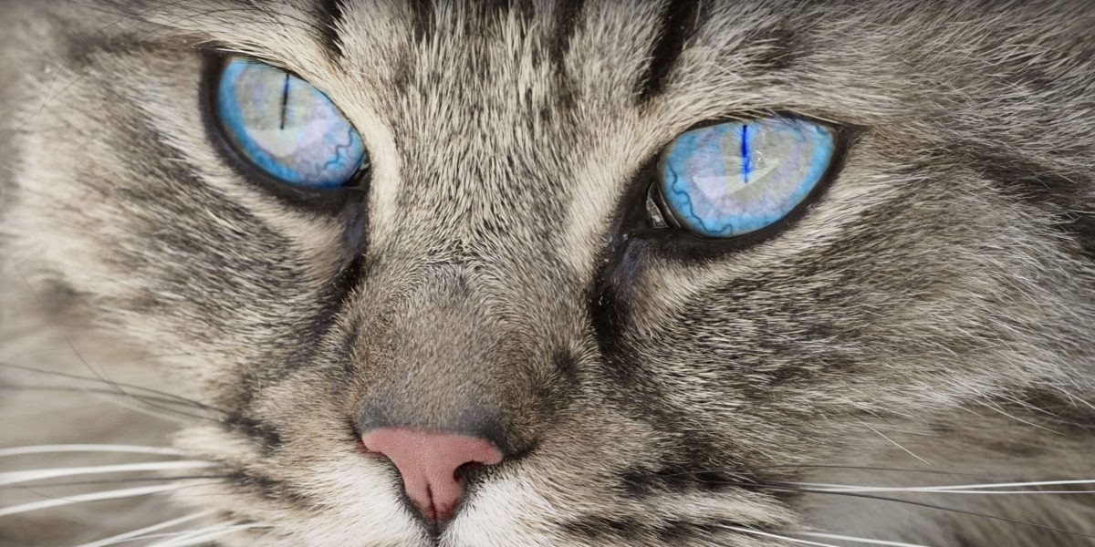 Comment voient les chats ? Invers