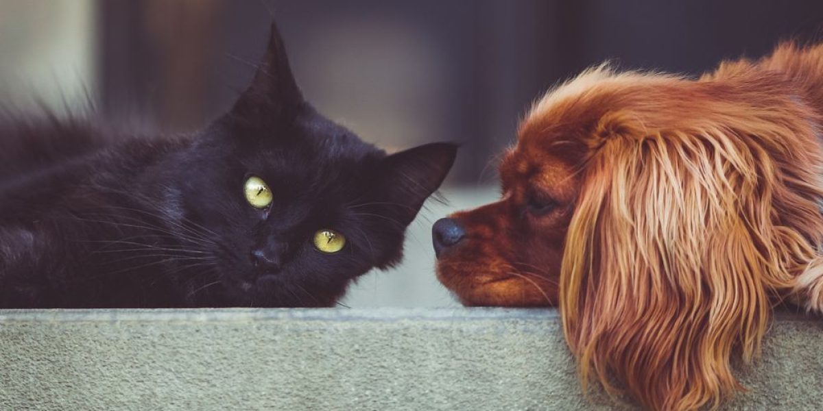 assurance chat et chien