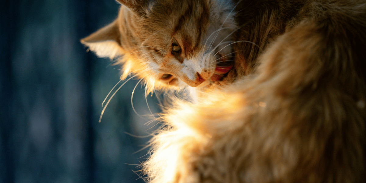 chat-qui-arrache-les-poils-1