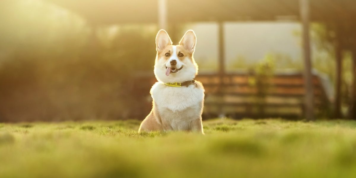 Les Corgis, chiens de la couronne